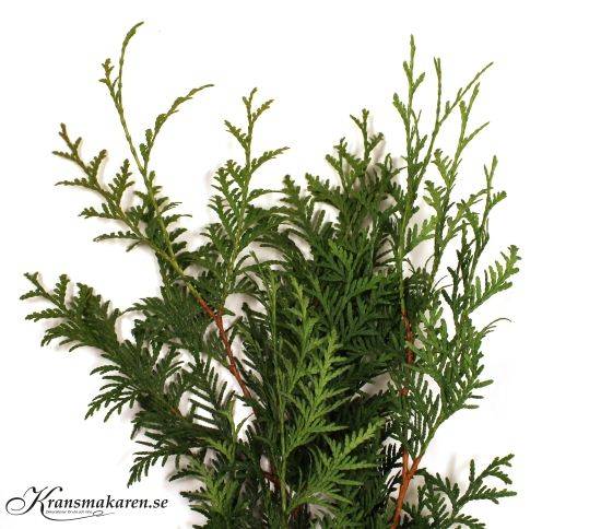 Thuja, ½-kg i gruppen Högtider / Jul / Julpynt / Jul / Julpynt / Naturprodukter hos Kransmakaren.se (206-thuja gron)